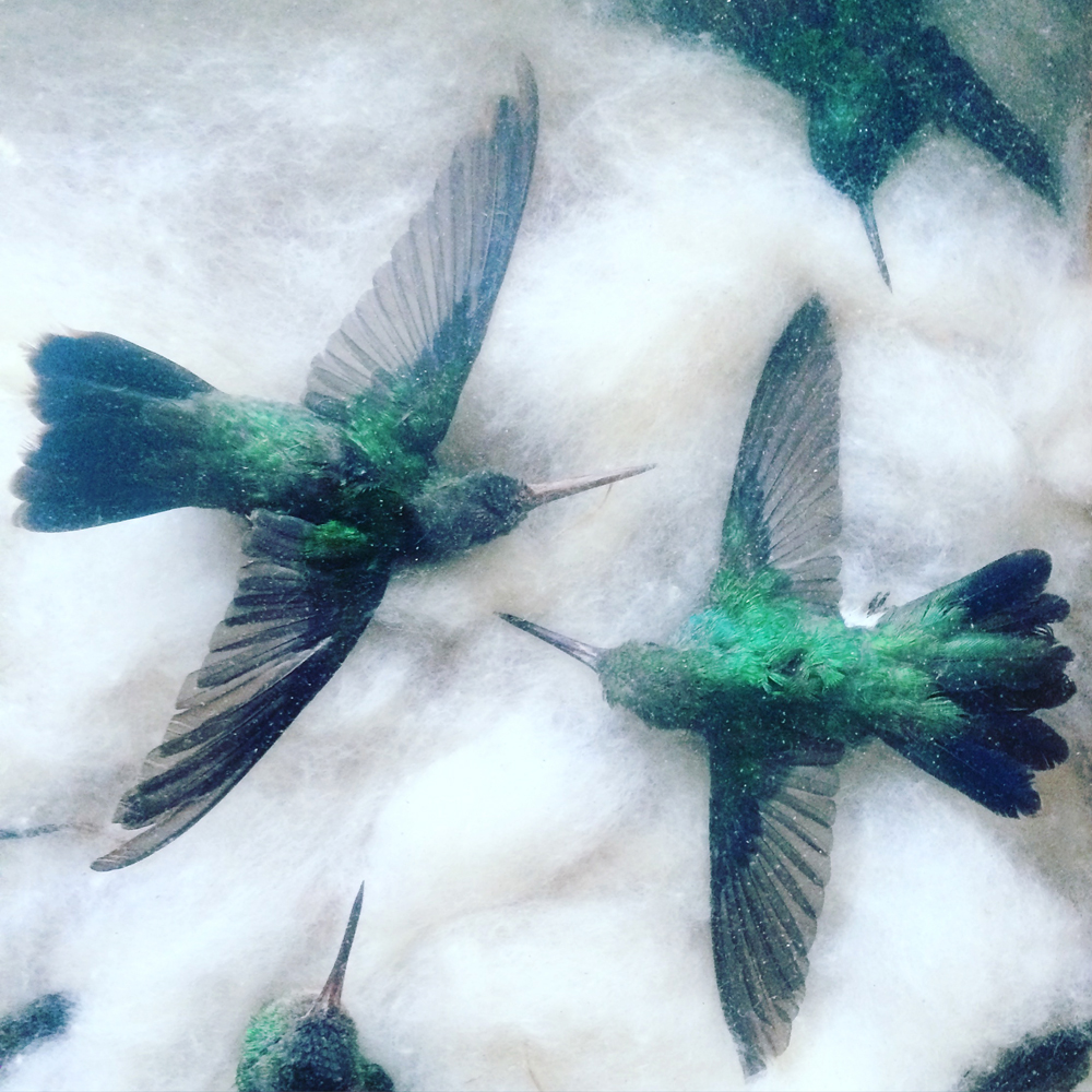 colibris - Julie coustarot