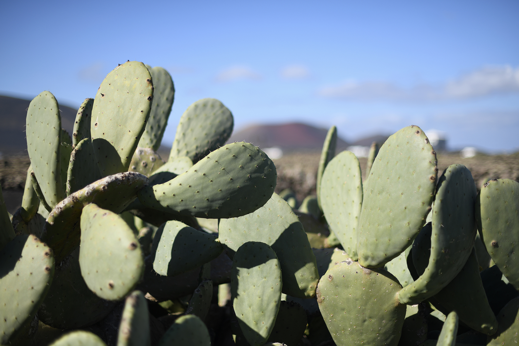 LANZAROTE MARADJI